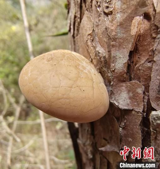 圖為秦嶺隱孔菌。　(陜西理工大學(xué)供圖)