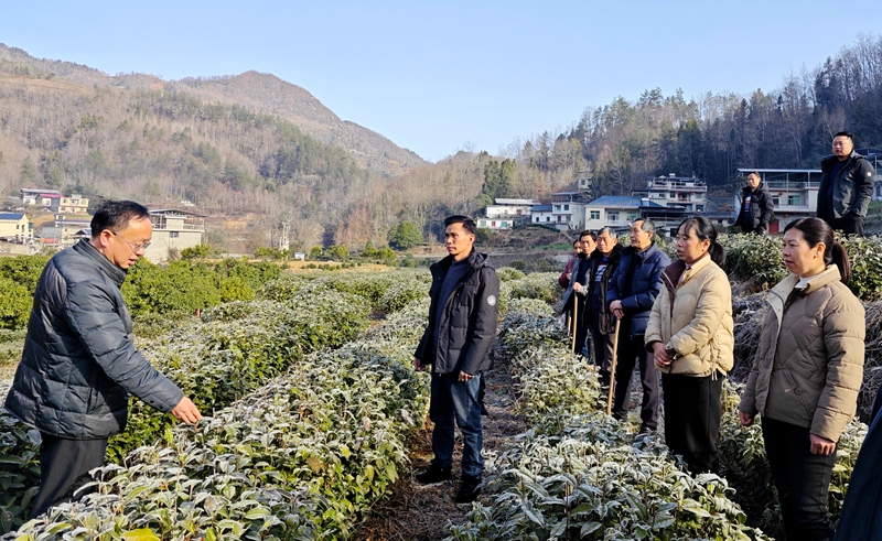 農技人員現(xiàn)場指導茶農管護技能。紫陽縣融媒體中心供圖