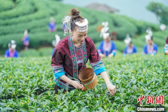 采茶人在廣西三江侗族自治縣布央村仙人山茶場采茶。龔普康 攝
