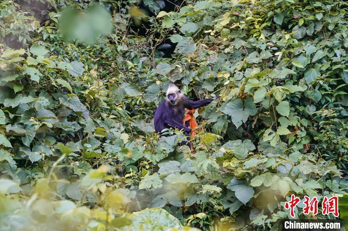 廣西強化野生動物保護野生陸棲脊椎動物總數(shù)居全國第三