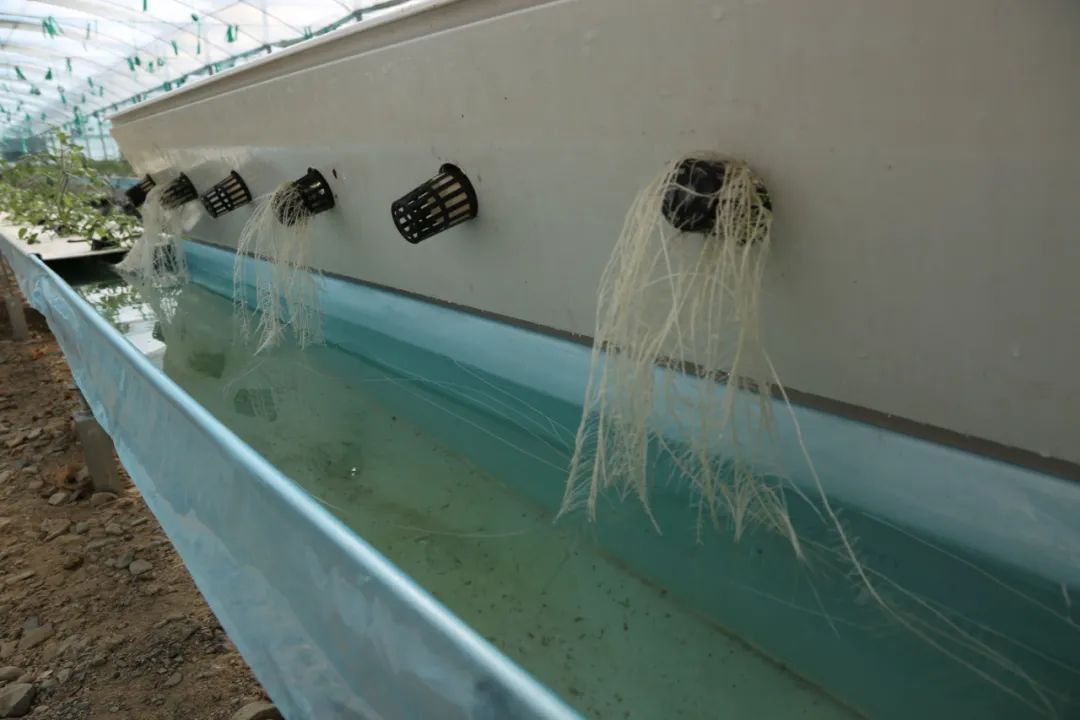 無土栽培（水培）技術，打造水培種植基地。萬李攝