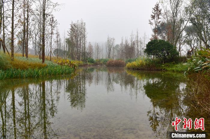 圖為廣陽(yáng)島水流潺潺，臘梅飄香，蘆竹溪草長(zhǎng)隨風(fēng)搖曳，舒展出一幅美麗的綠色生態(tài)畫卷?！×_永皓 攝