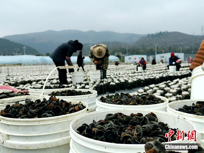 沿河縣官舟鎮(zhèn)馬腦村今年建起了107畝黑木耳示范基地。<a target='_blank' >中新網(wǎng)</a>記者 宋宇晟 攝 點擊進入下一頁