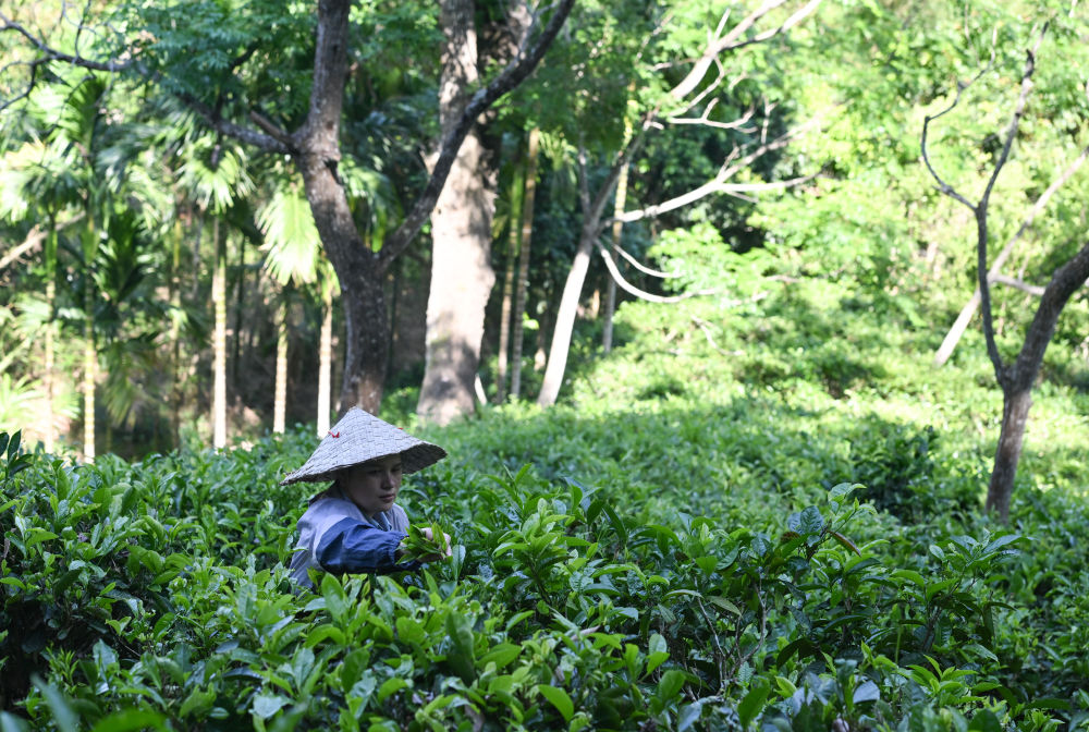 毛納村茶農(nóng)在茶園采茶(4月10日攝)。 新華社記者 楊冠宇 攝