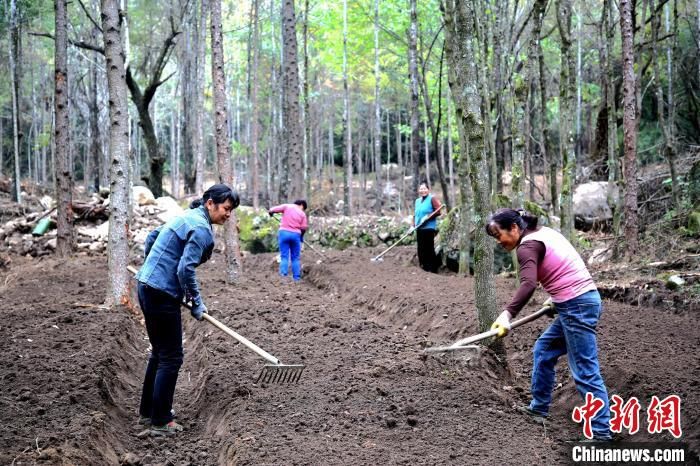 陜西省漢中市留壩縣農(nóng)戶正在林下種植西洋參?！埻?攝