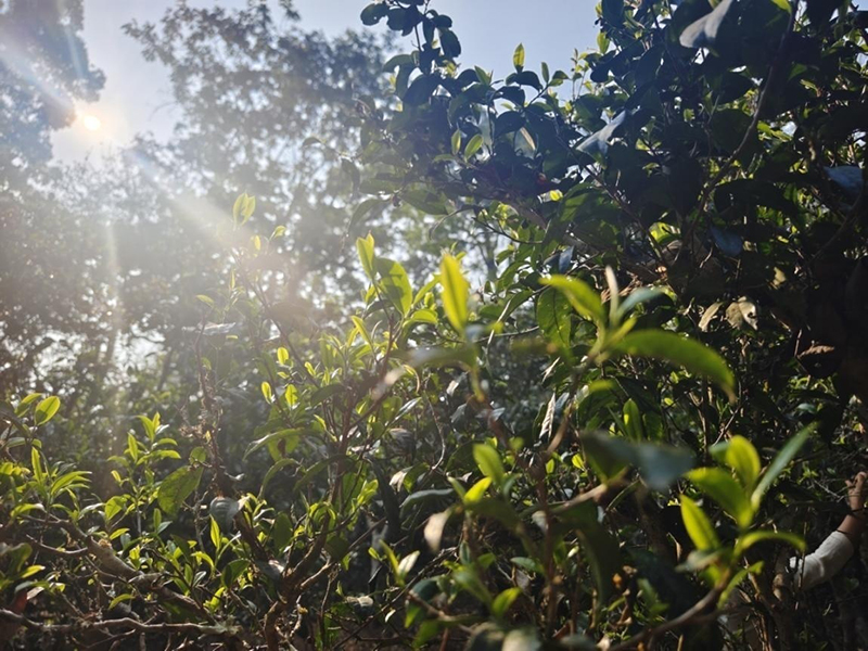 陽(yáng)光灑進(jìn)景邁山古茶園。李茂穎攝