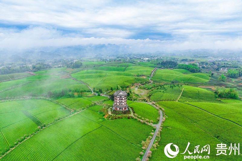 航拍貴州省遵義市湄潭縣的萬(wàn)畝茶海景區(qū)。人民網(wǎng)記者 涂敏攝