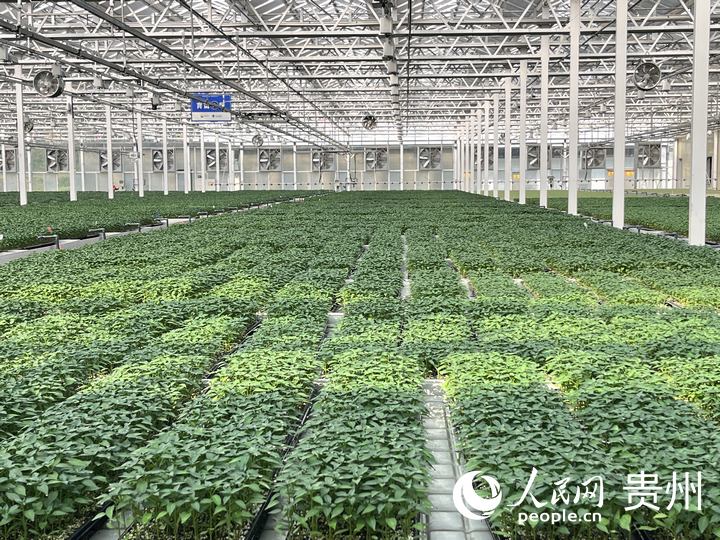 貴州省現(xiàn)代種業(yè)集團(tuán)蔬菜種苗繁育中心育苗溫室內(nèi)一片青翠。人民網(wǎng) 陳潔泉攝