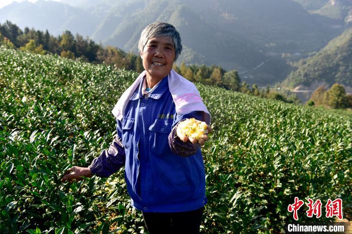 彭水保家鎮(zhèn)白茶產(chǎn)業(yè)基地農(nóng)戶增收笑開顏?！×_永皓 攝